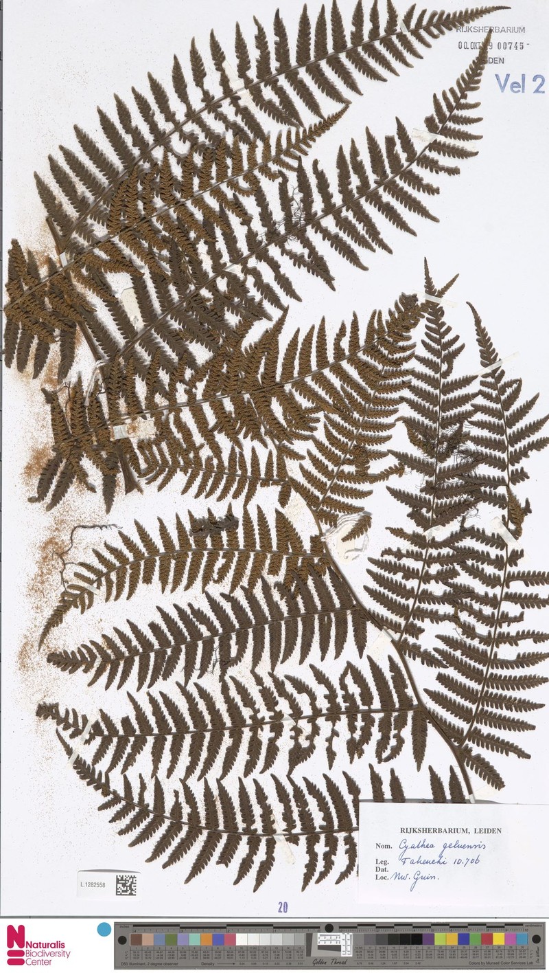 Alsophila geluensis photo 2