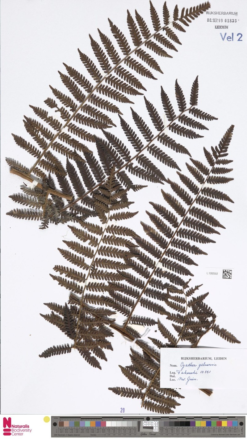 Alsophila geluensis photo 3
