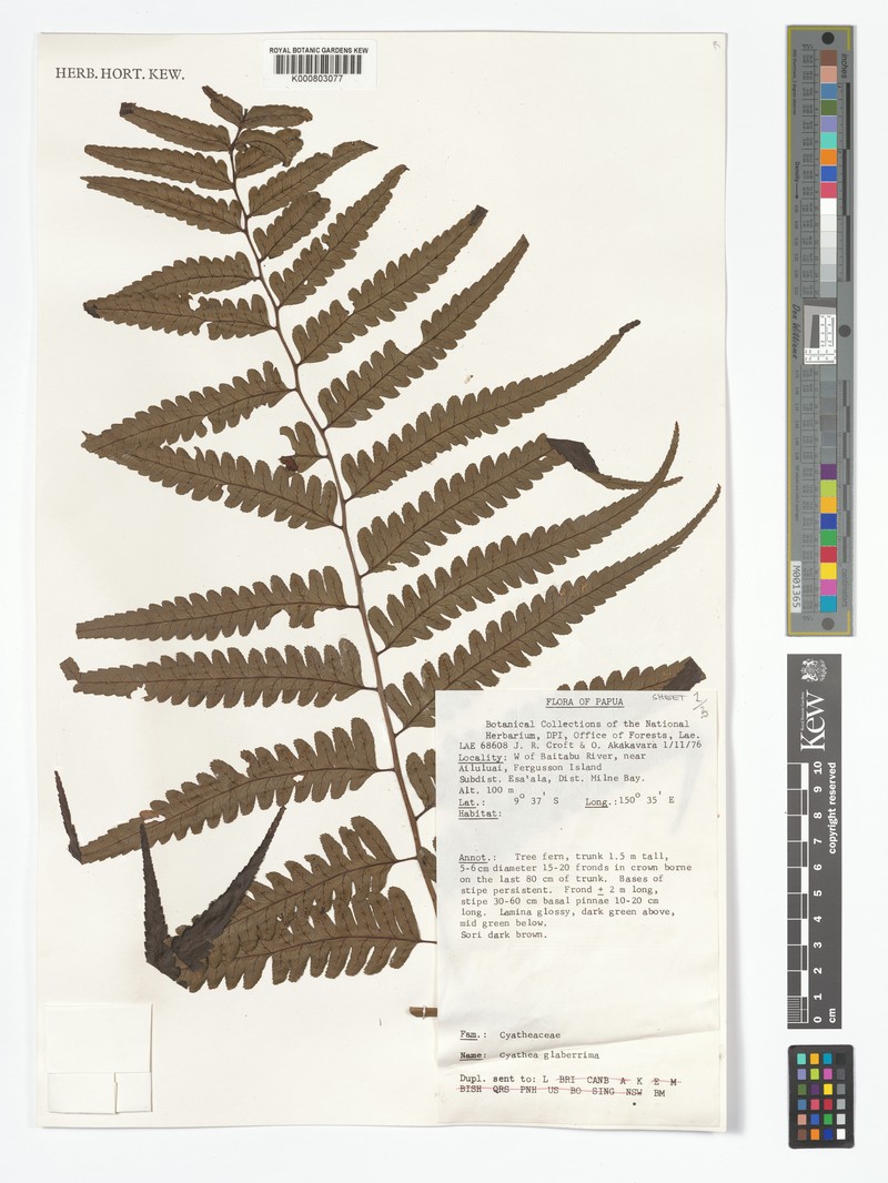 Alsophila glaberrima