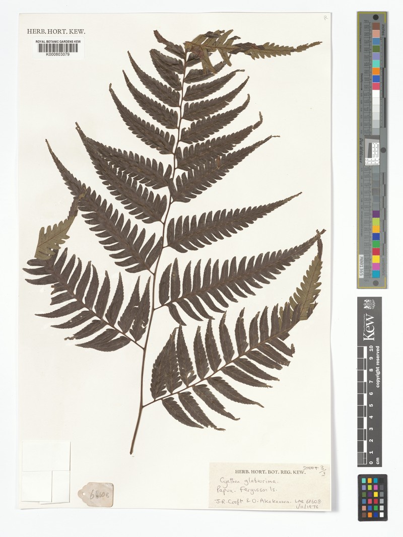 Alsophila glaberrima photo 2