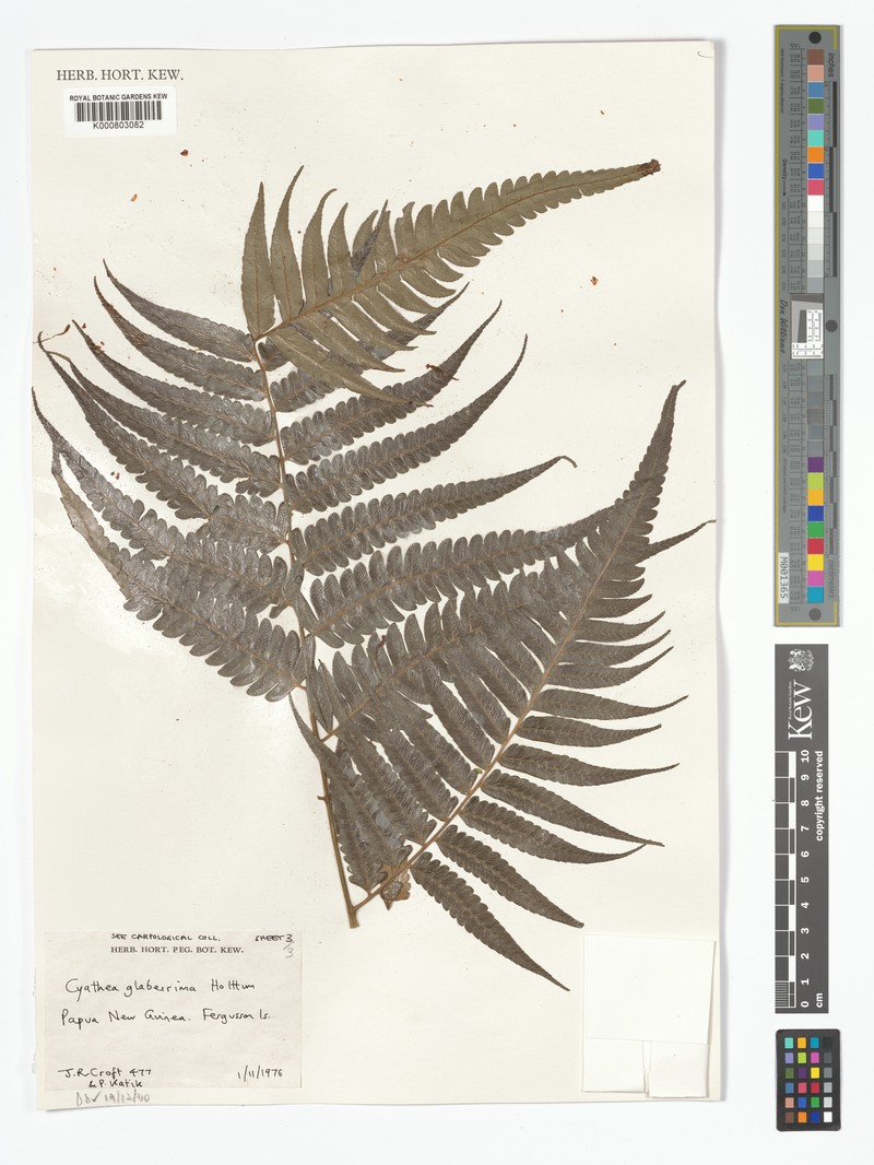 Alsophila glaberrima photo 3