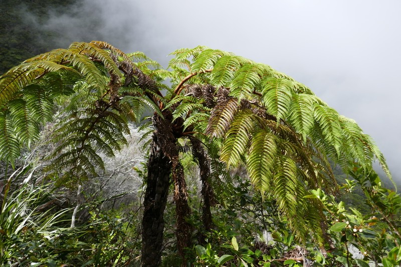 Alsophila glaucifolia photo 3