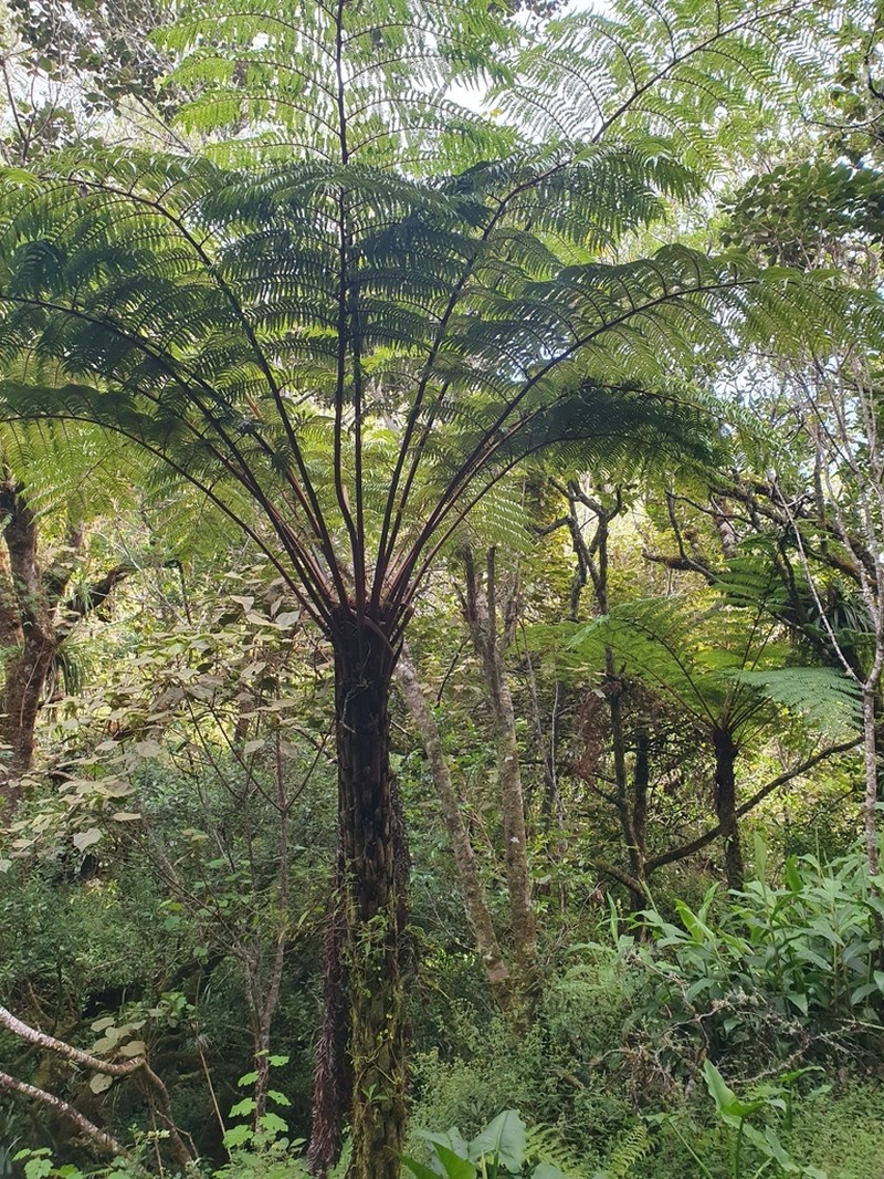 Alsophila glaucifolia photo 4