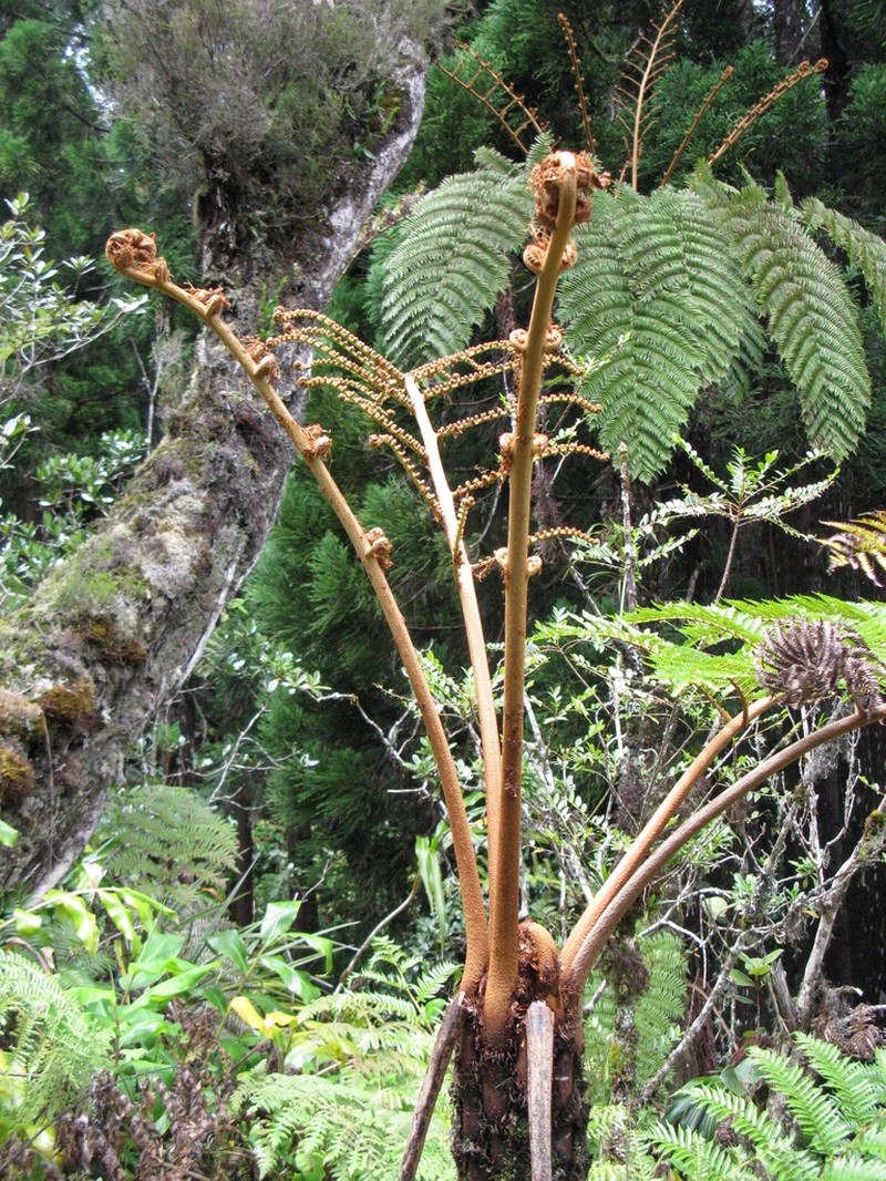 Alsophila glaucifolia photo 5