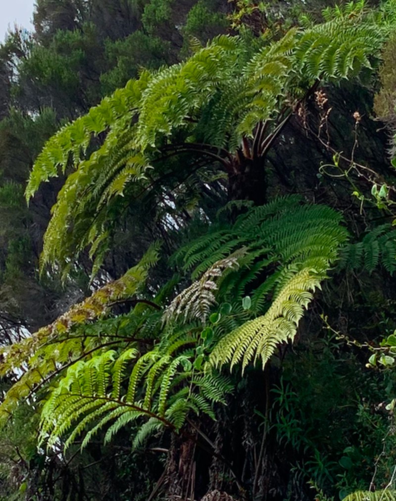 Alsophila glaucifolia photo 6