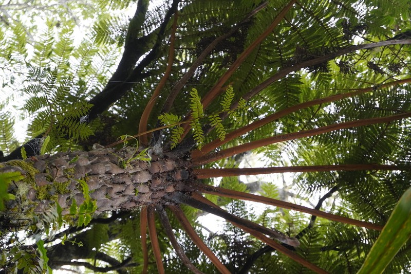 Alsophila glaucifolia photo 8