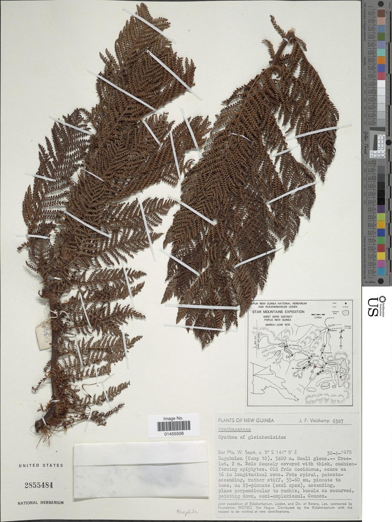 Alsophila gleichenioides photo 2