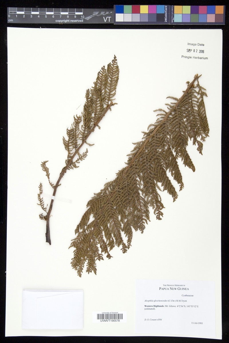 Alsophila gleichenioides