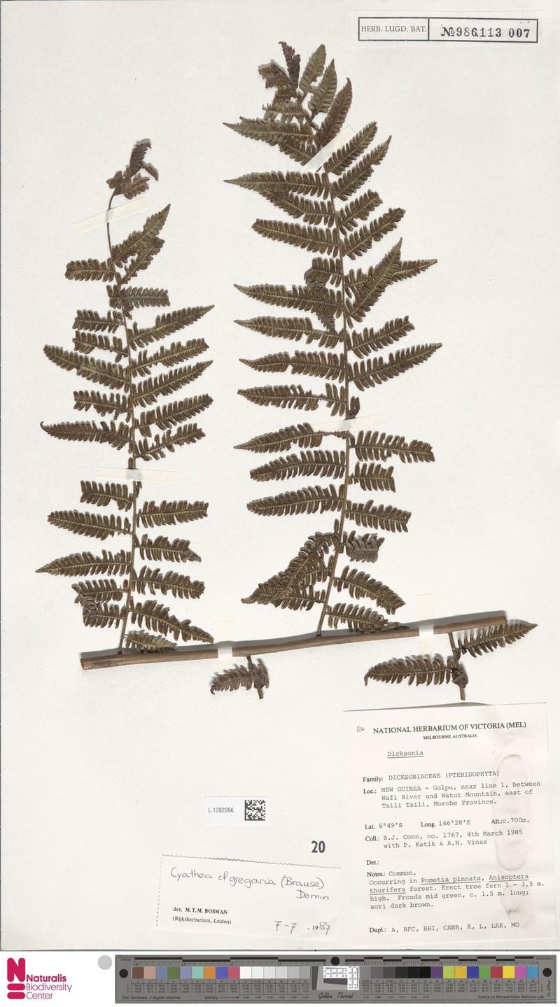 Alsophila gregaria photo 3