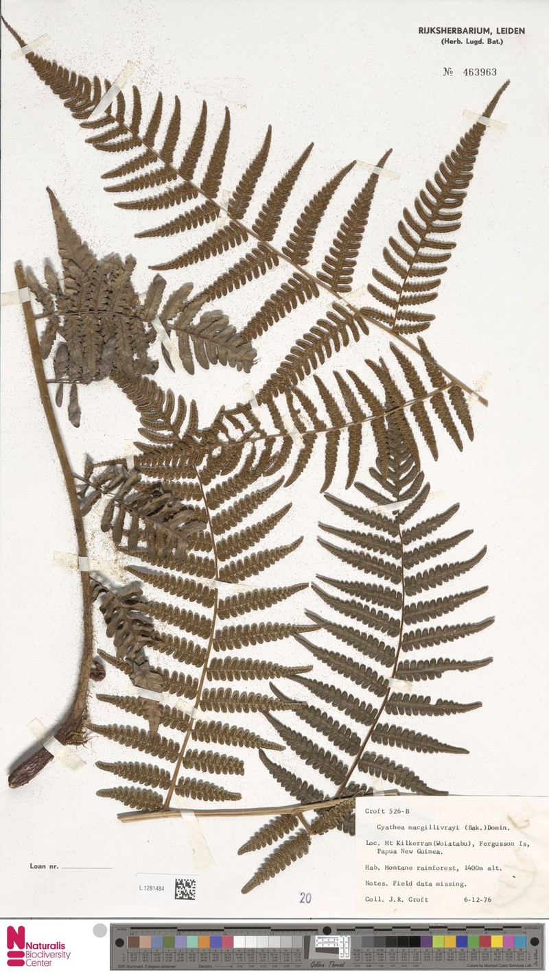 Alsophila gregaria photo 4