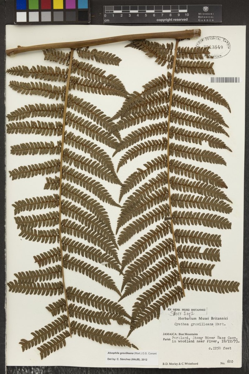 Alsophila grevilleana