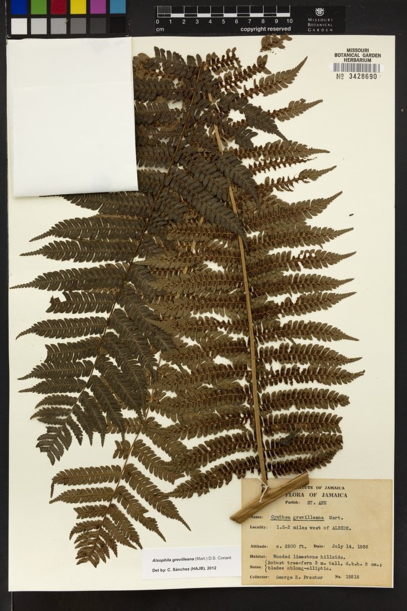Alsophila grevilleana photo 2