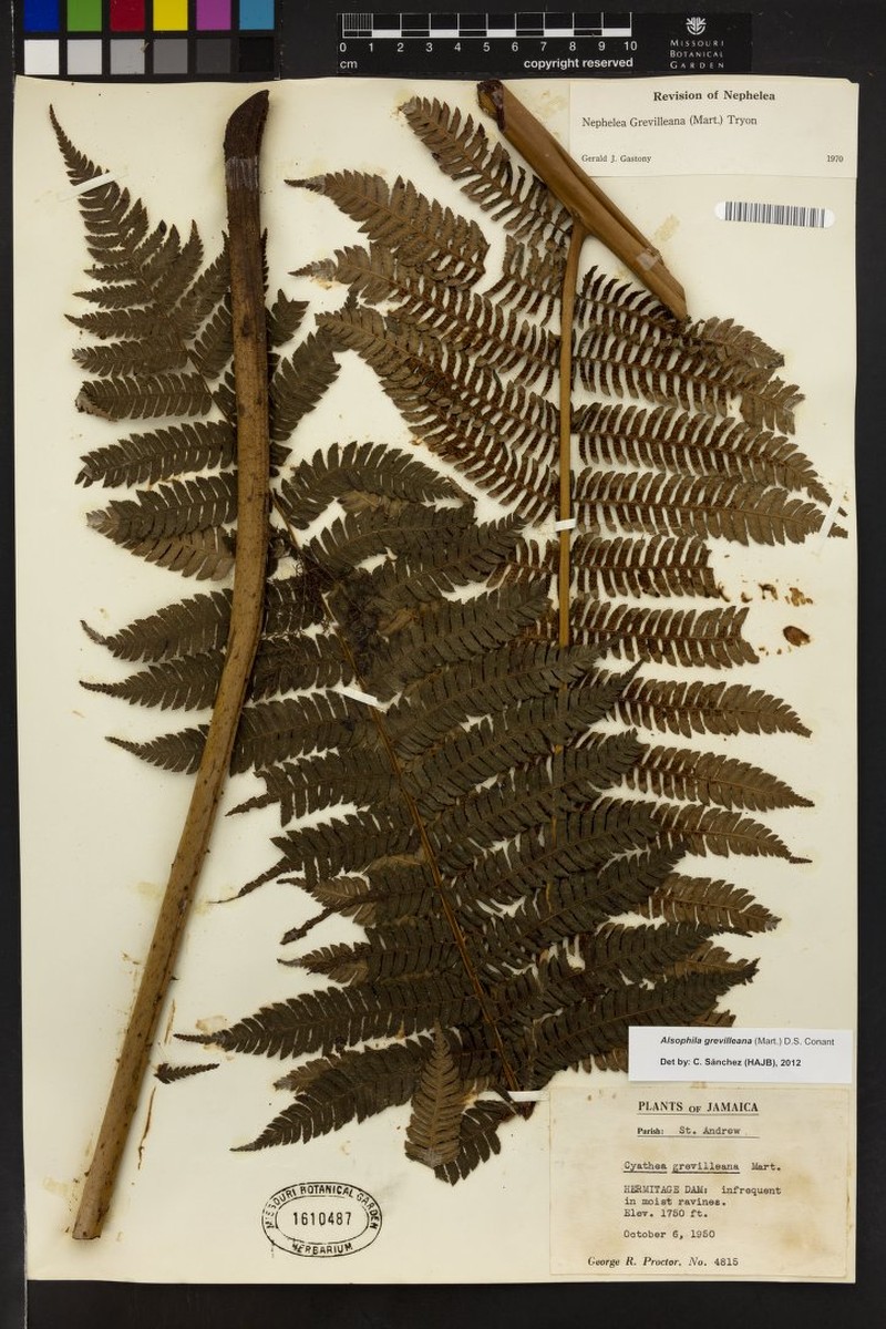 Alsophila grevilleana photo 4