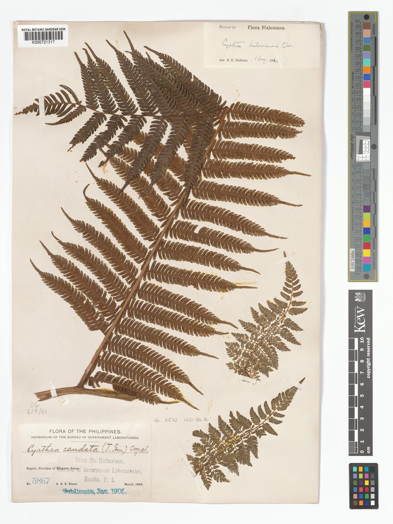 Alsophila halconensis photo 4