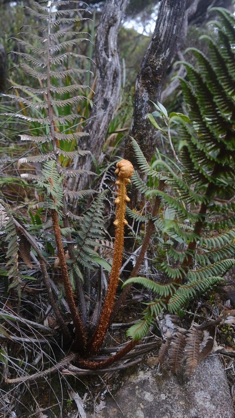 Alsophila havilandii photo 5