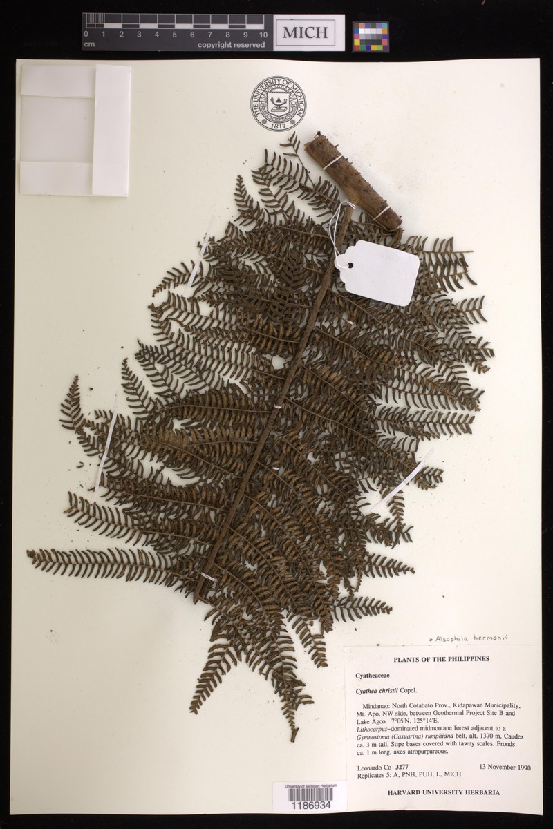 Alsophila hermannii photo 2