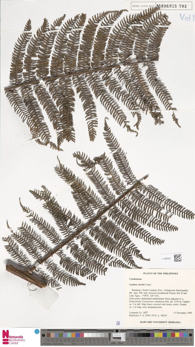 Alsophila hermannii photo 3