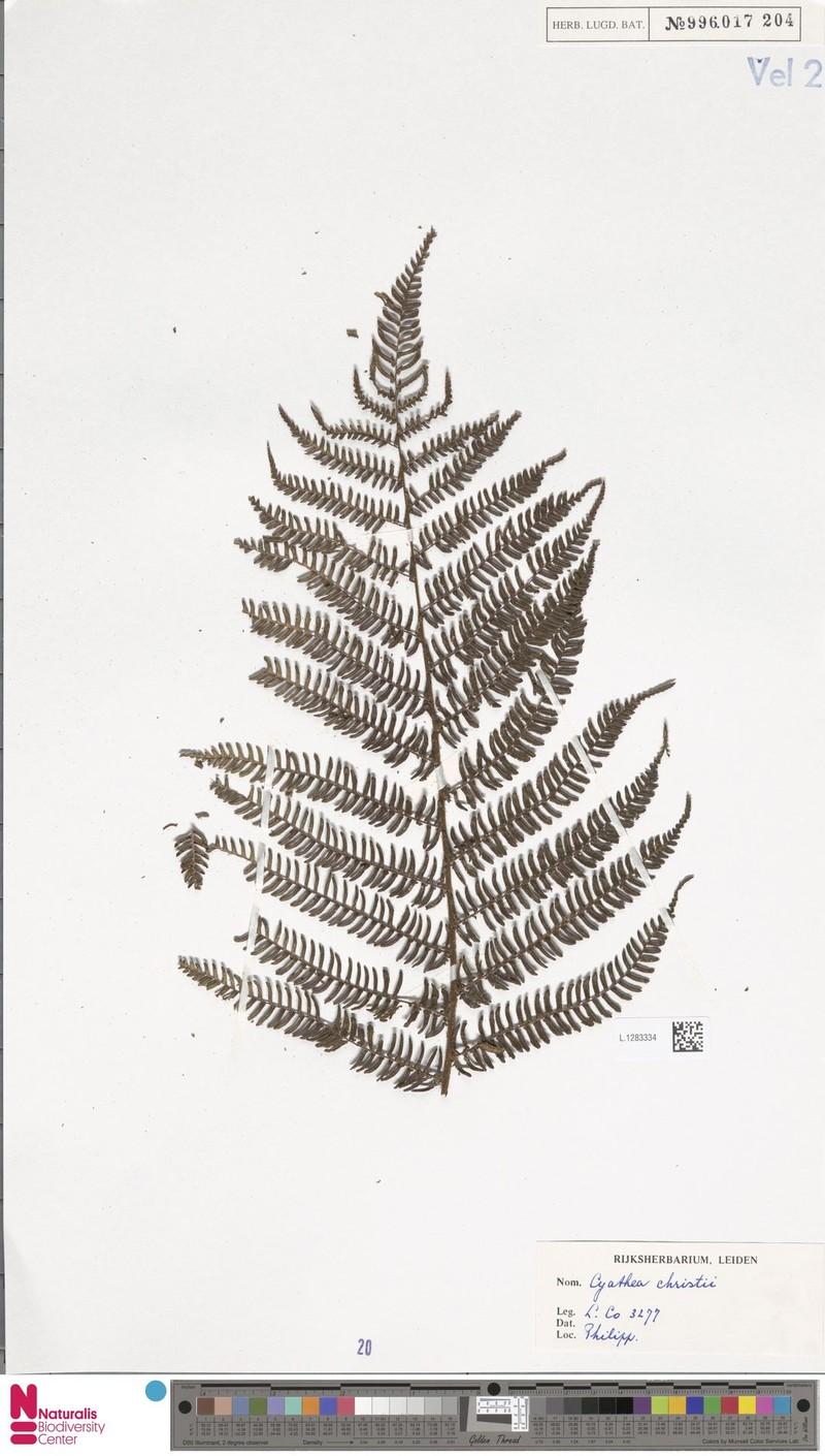 Alsophila hermannii photo 4
