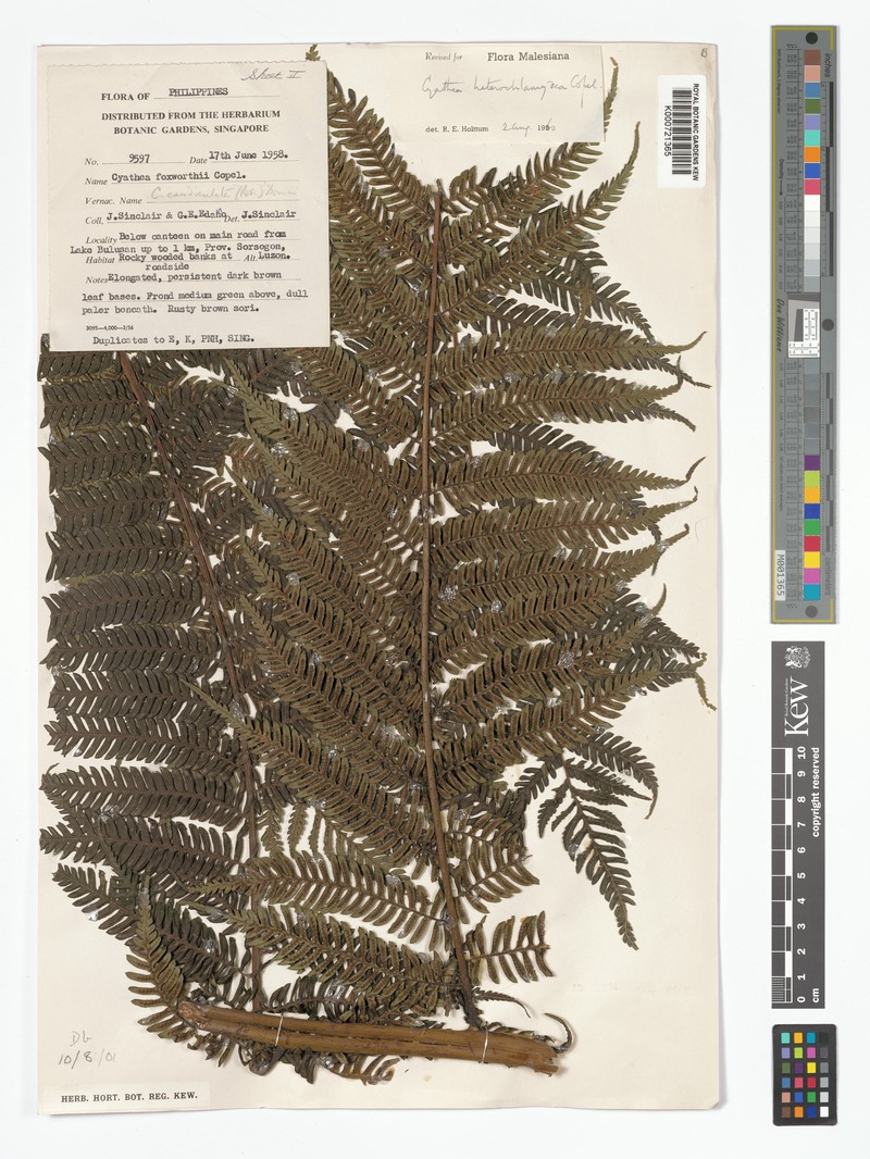 Alsophila heterochlamydea photo 4