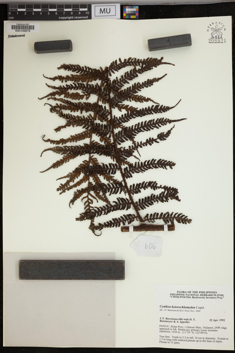 Alsophila heterochlamydea