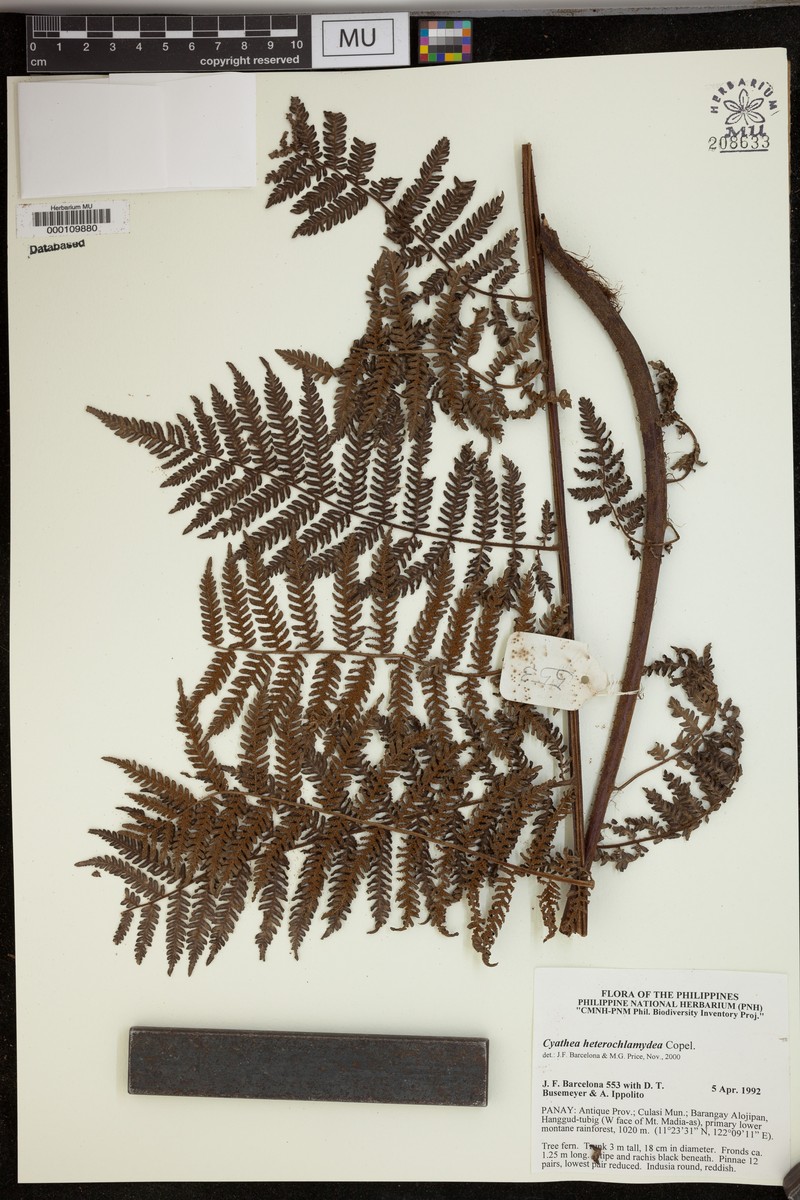 Alsophila heterochlamydea photo 2