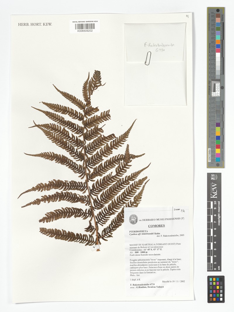 Alsophila hildebrandtii photo 3