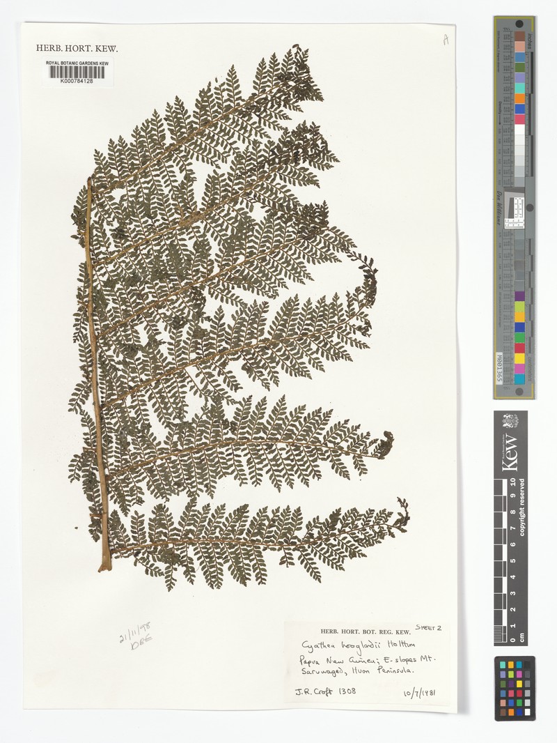 Alsophila hooglandii
