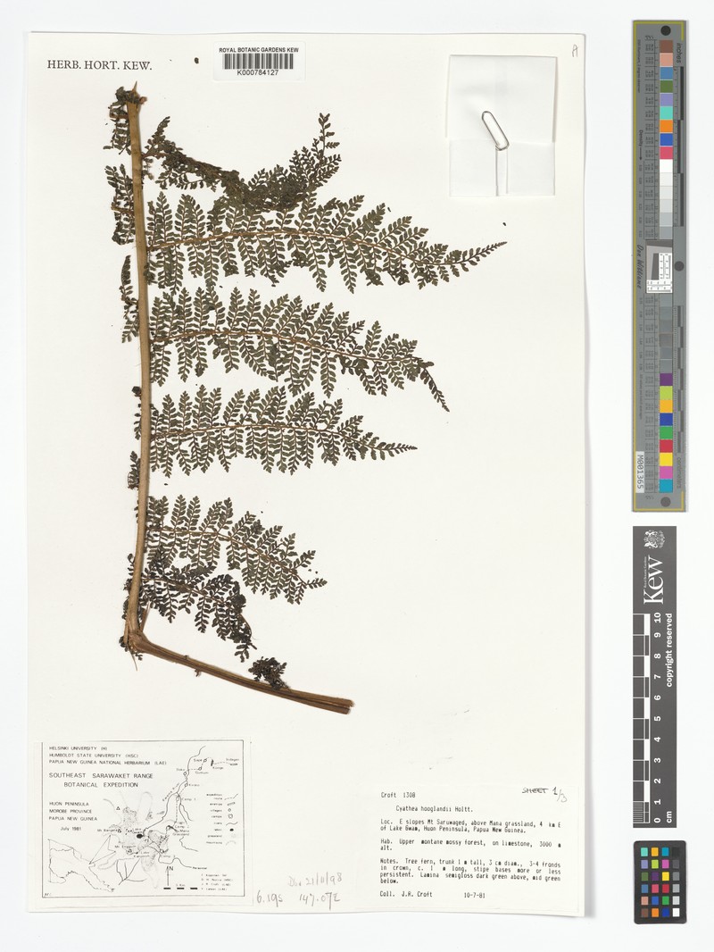 Alsophila hooglandii photo 2
