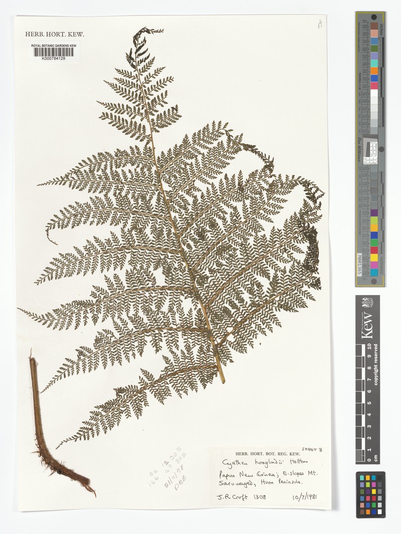 Alsophila hooglandii photo 3