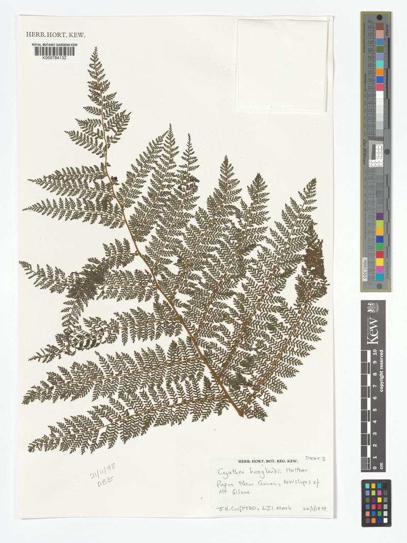 Alsophila hooglandii photo 4