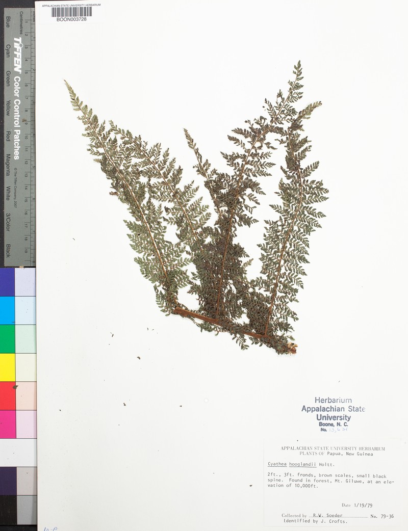 Alsophila hooglandii
