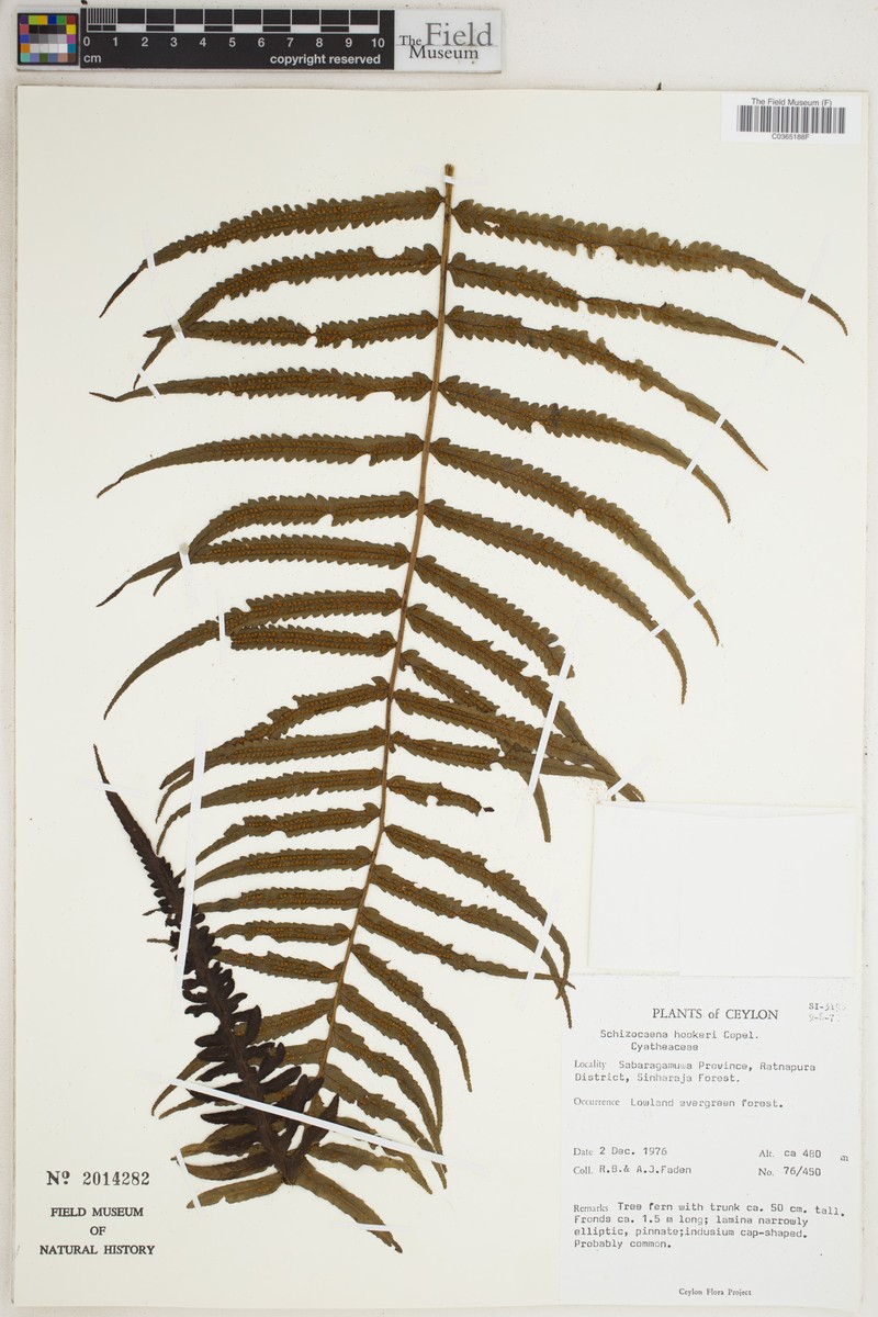 Alsophila hookeri photo 4