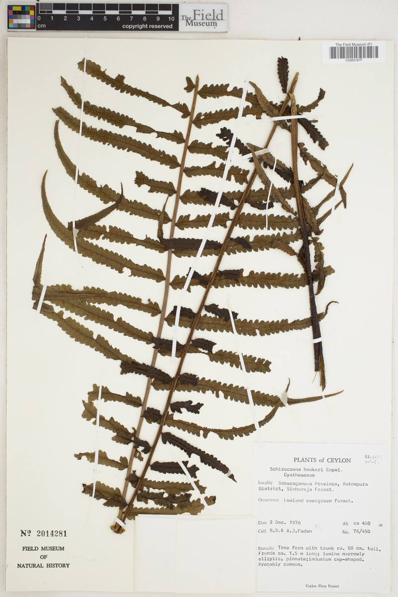 Alsophila hookeri photo 5