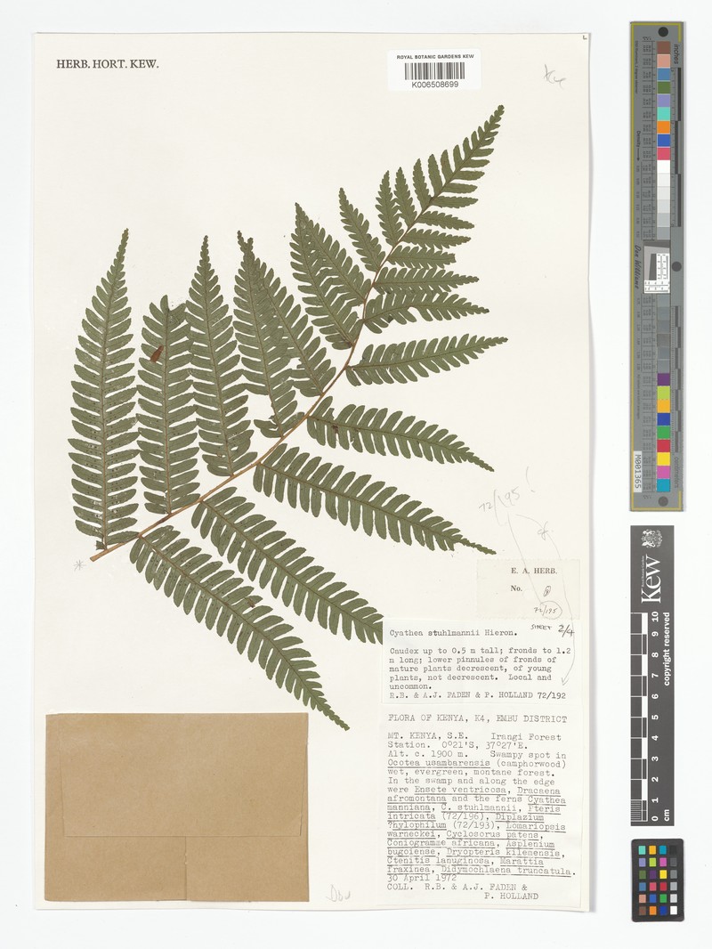 Alsophila humilis var. humilis photo 2