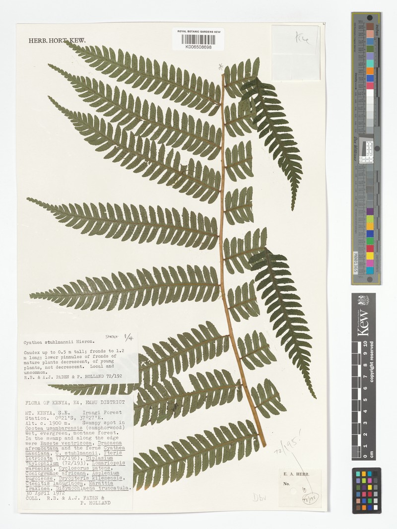 Alsophila humilis var. humilis photo 4