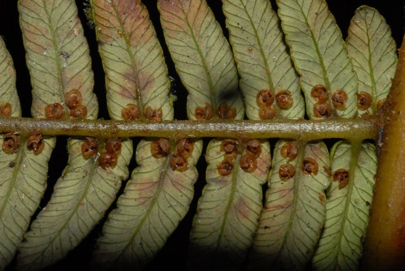 Alsophila hyacinthei