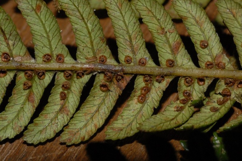 Alsophila hyacinthei photo 6