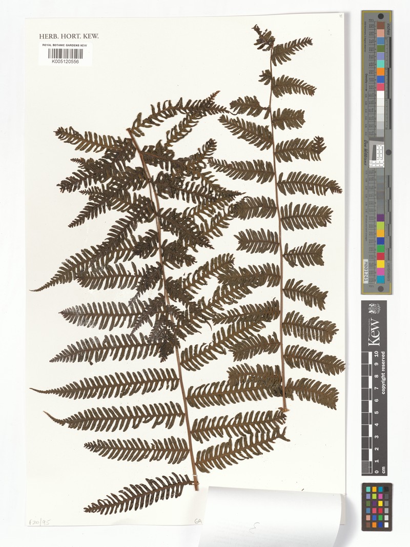 Alsophila hymenodes photo 2