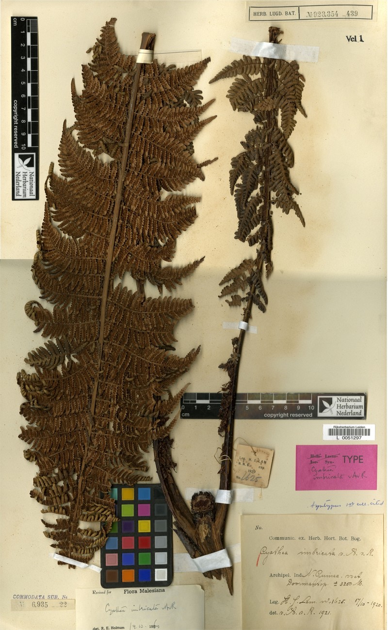 Alsophila imbricata photo 2