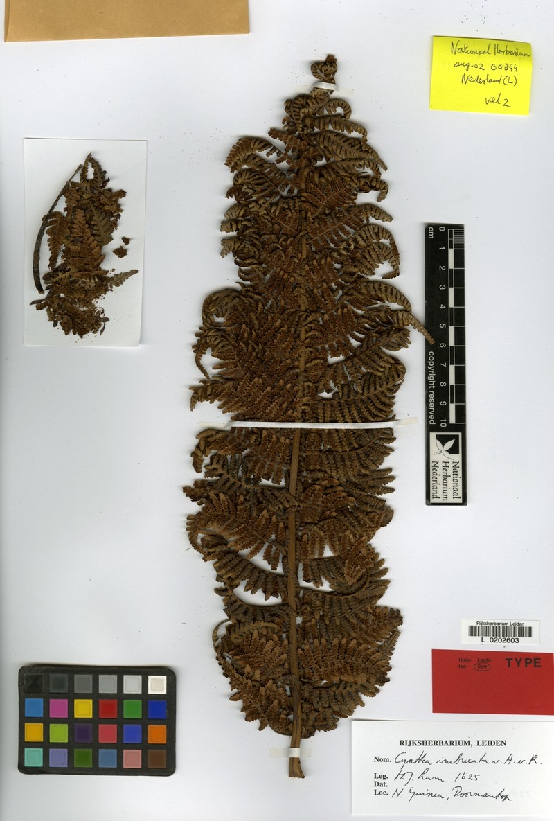 Alsophila imbricata photo 3