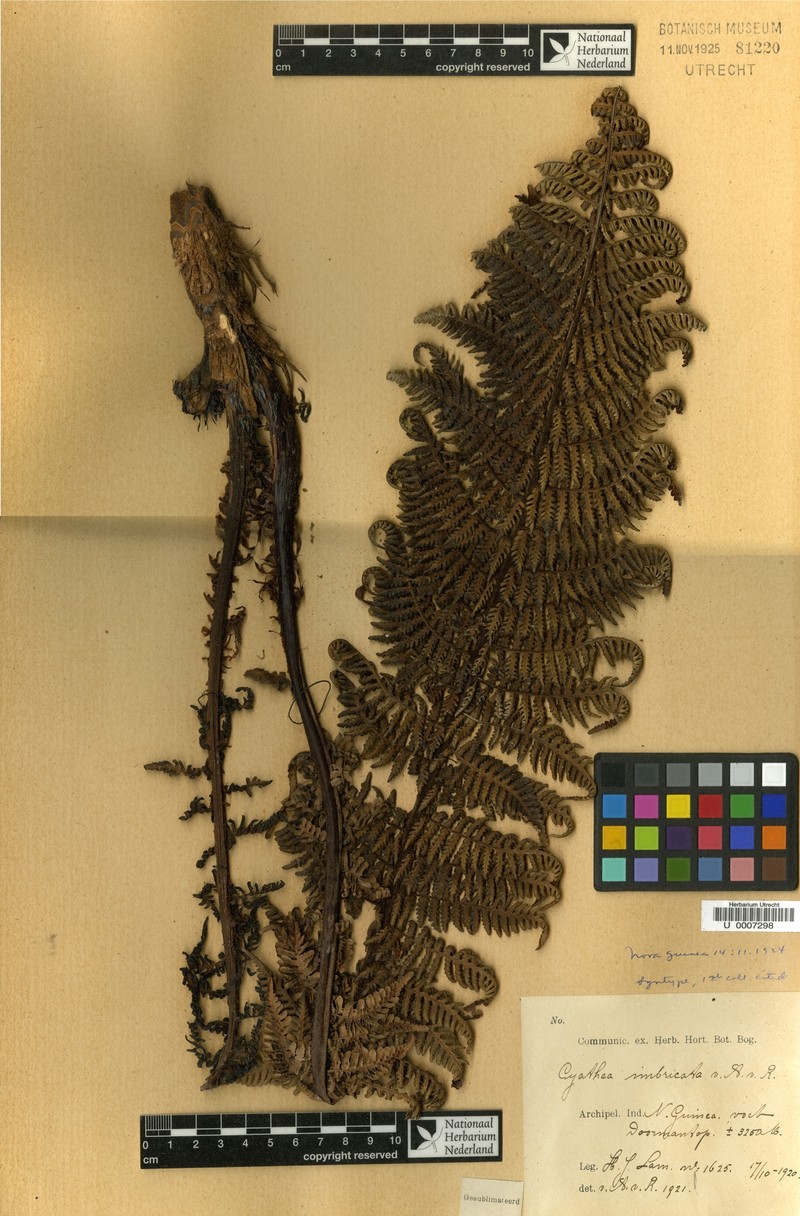 Alsophila imbricata photo 4