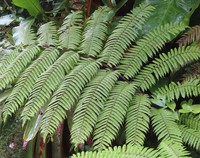 Alsophila imrayana