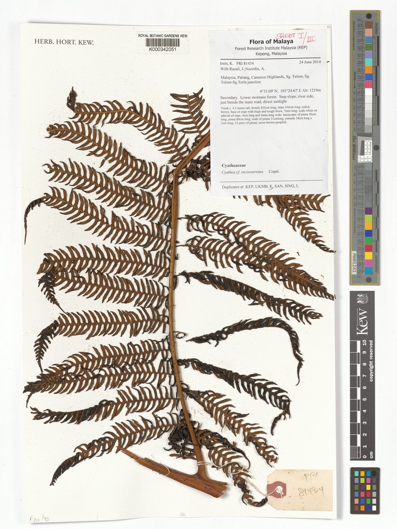 Alsophila incisoserrata photo 3
