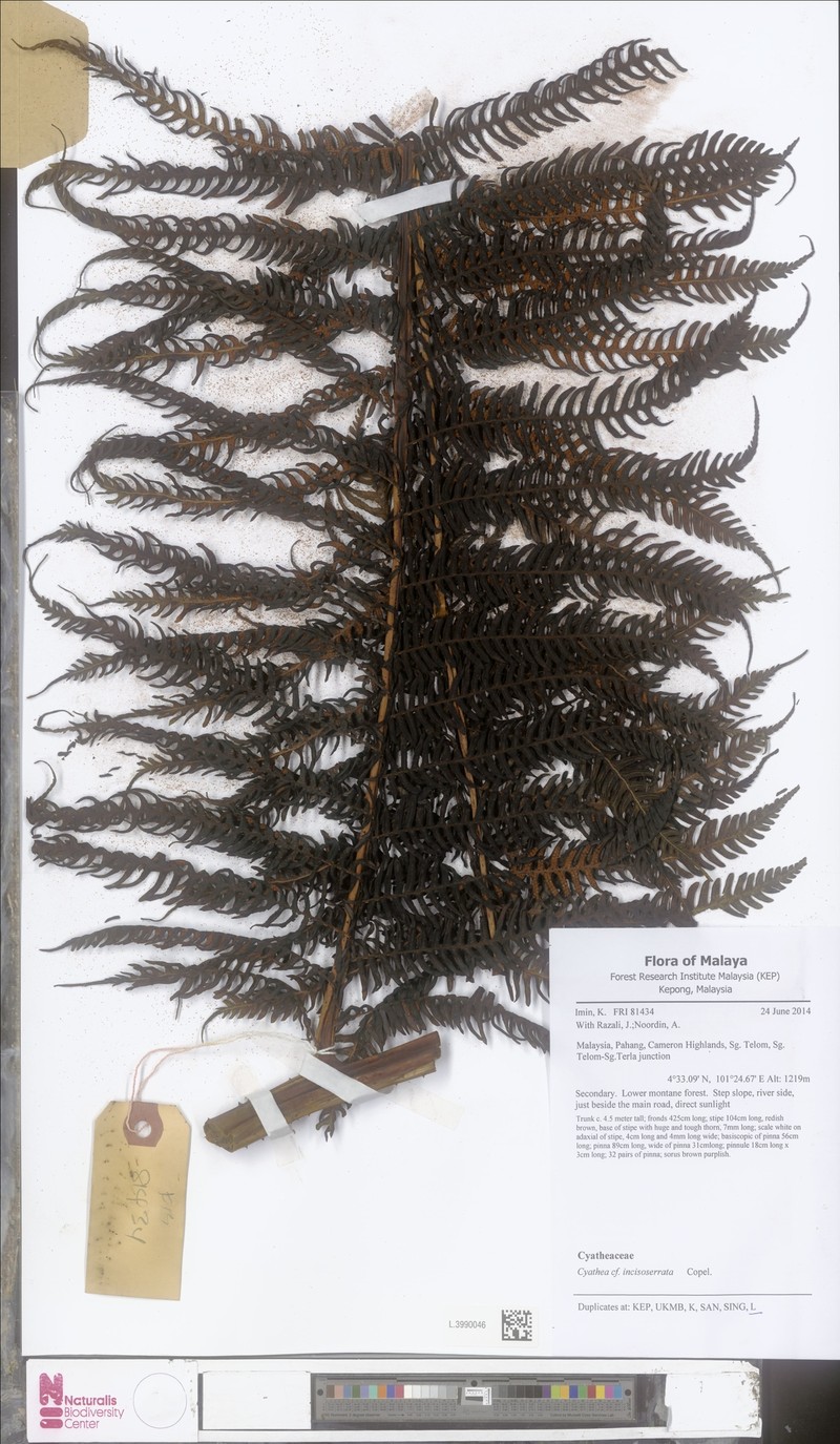 Alsophila incisoserrata photo 4