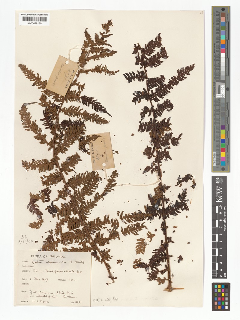 Alsophila inquinans