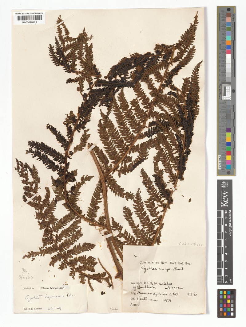 Alsophila inquinans photo 2