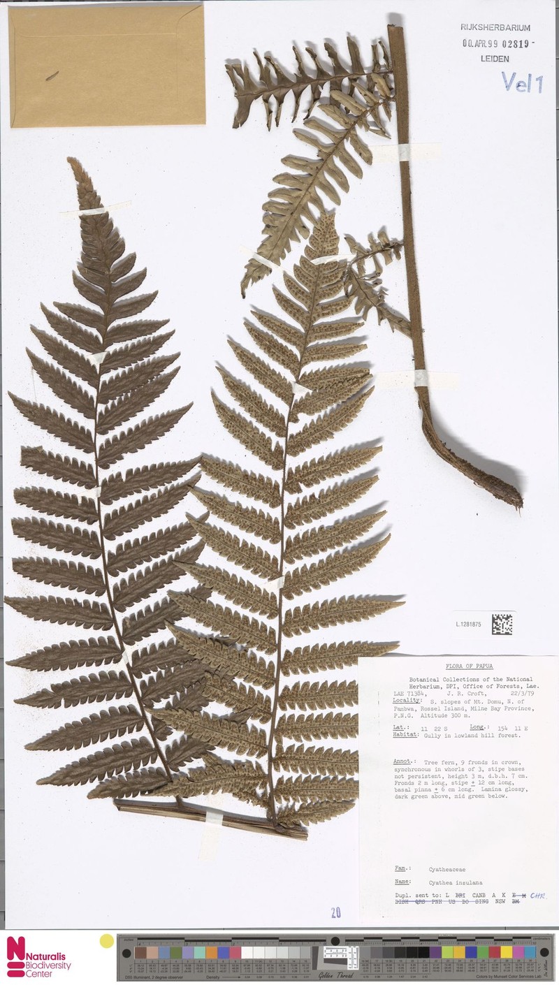 Alsophila insulana photo 3