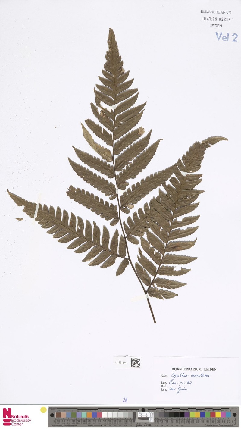 Alsophila insulana photo 4