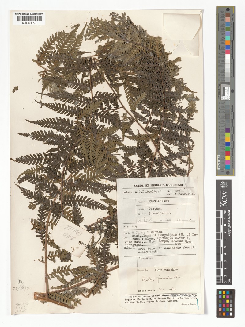 Alsophila javanica