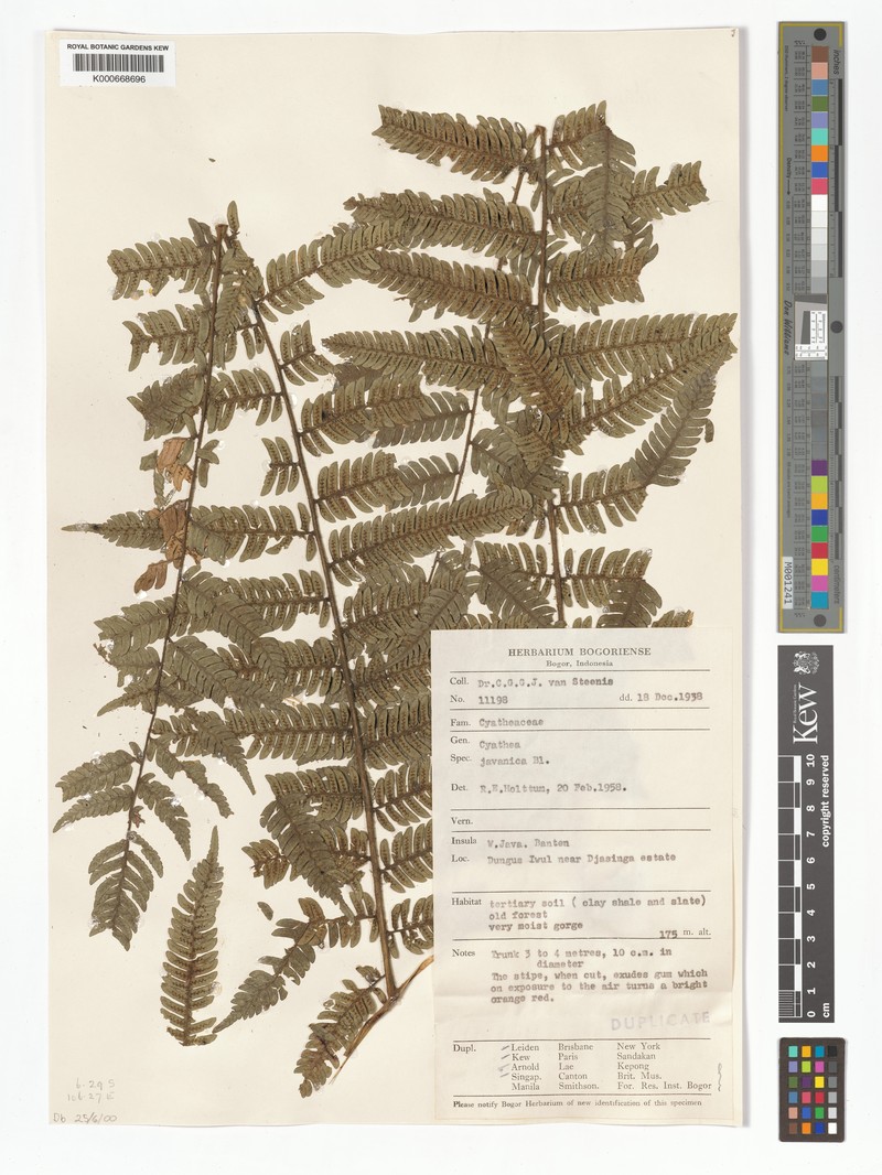Alsophila javanica photo 4